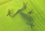 Frog on leaves banana tree